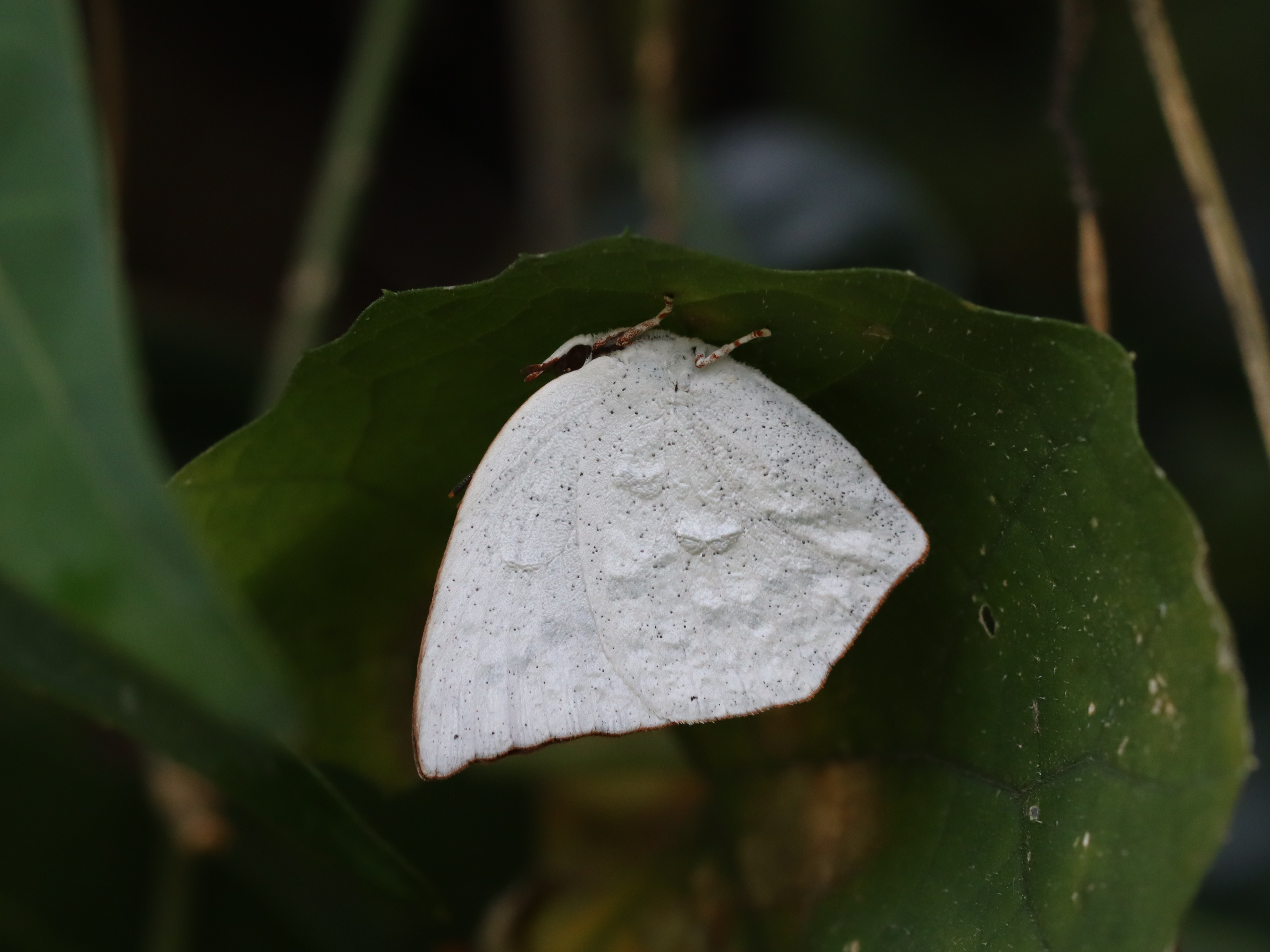 ウラギンシジミ